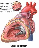 Histologica de las valvulas cardiacas pdf estructura