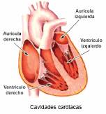 Cavidades y valvulas del corazon pdf anatomia