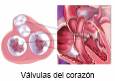 Que funcion desempenan las valvulas del corazon