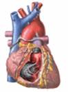 Valvula del corazon humano pdf tricuspide