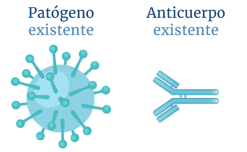 Cada uno de los anticuerpos que tiene el sistema inmune est entrenado para reconocer un antgeno especfico