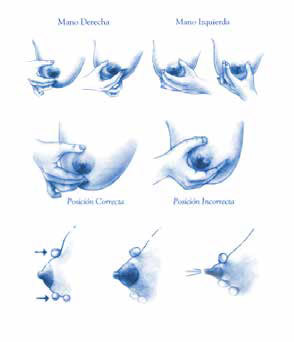 ataque Perder apuntalar Médica Sur: Manual de lactancia materna