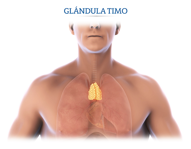 Ubicación del timo. Miastenia gravis