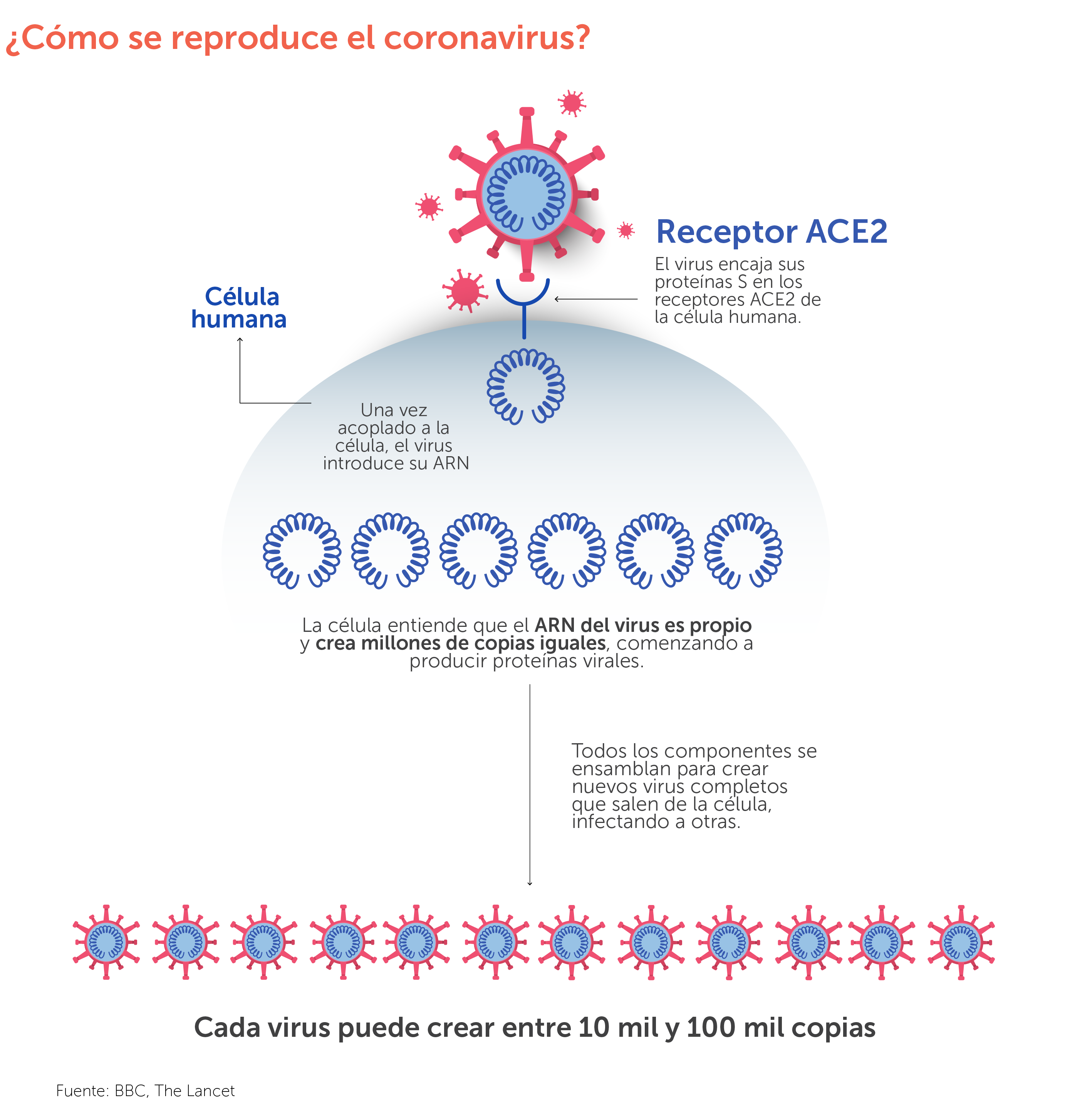 ¿Cómo se reproduce el coronavirus?