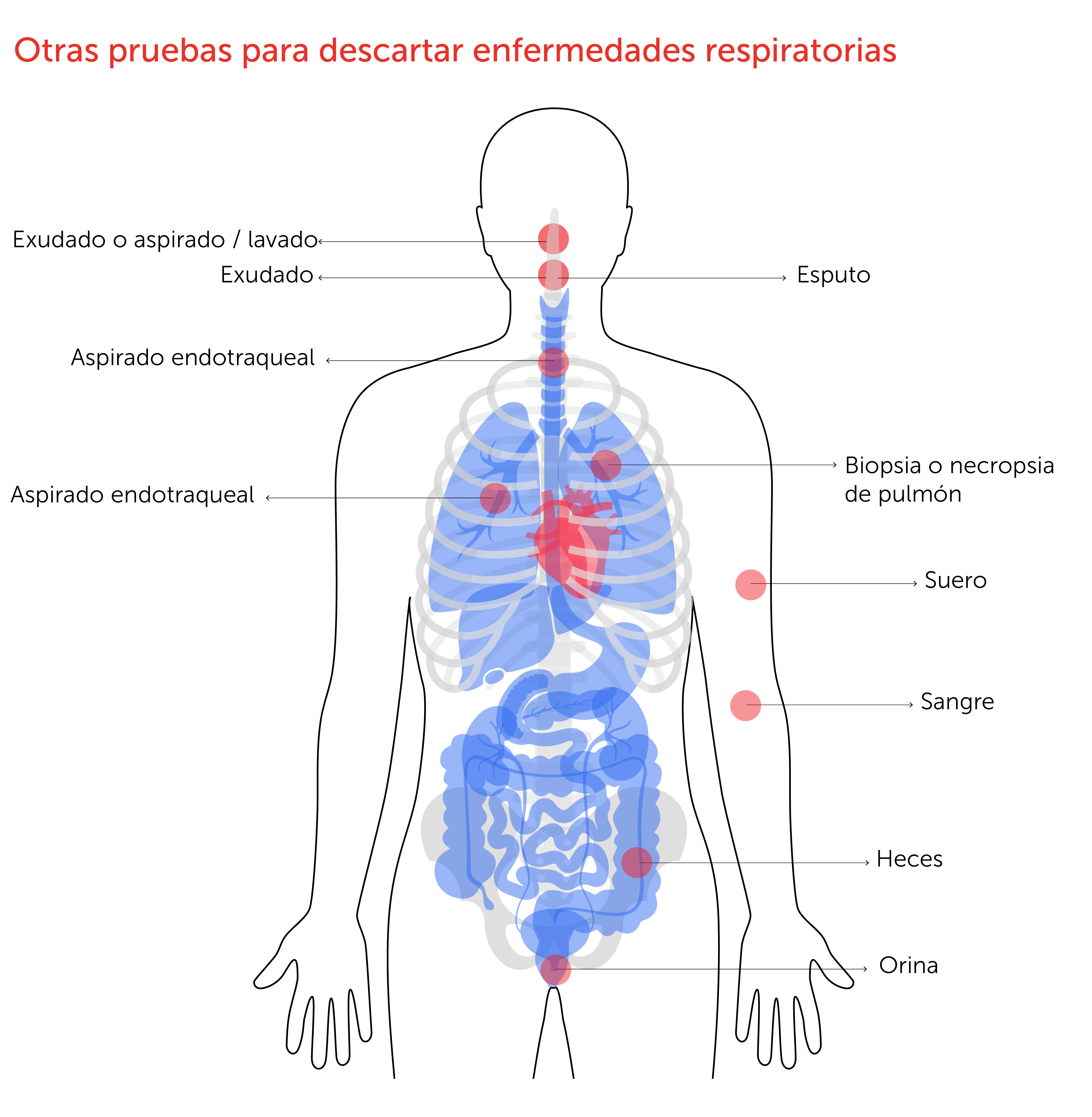 Otras pruebas para descartar enfermedades respiratorias
